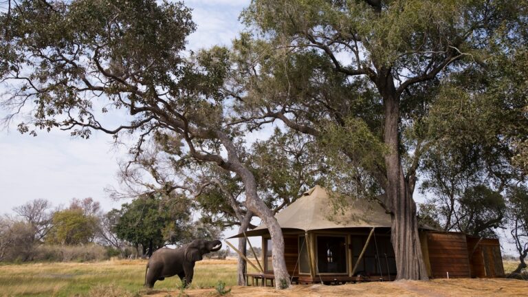 Botswana Xaranna Guest Area exterior with an elephant Website 1920x1080 fill gravityauto Q AutoBest 768x432 1