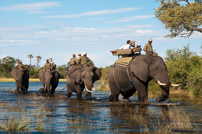 Elephant Rides