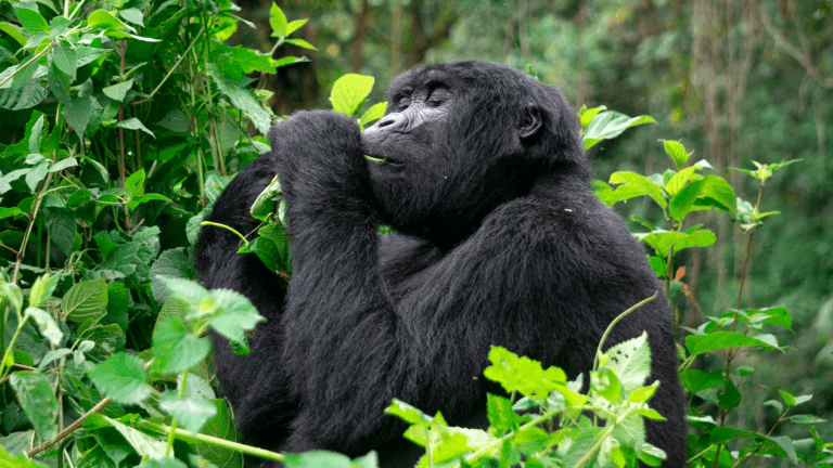 Gorilla dinner Uganda JvdP 768x432 1
