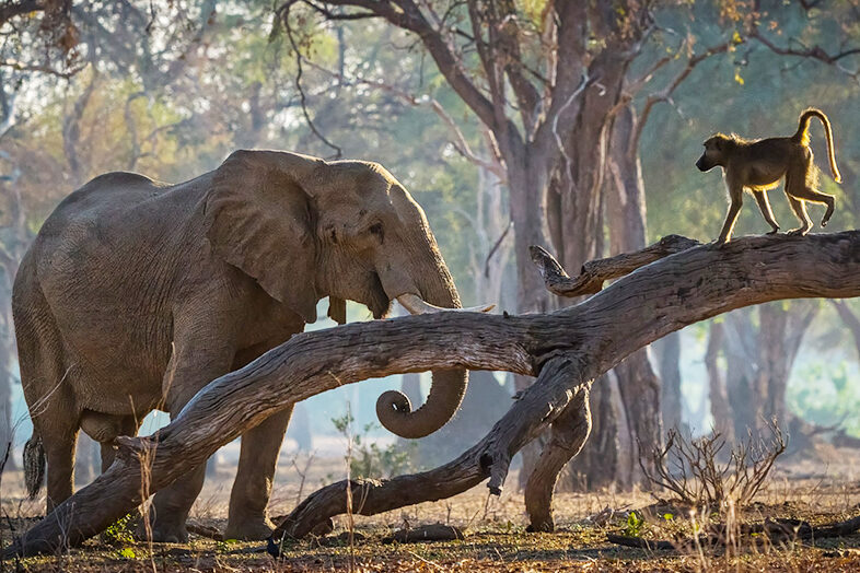 Mana pools