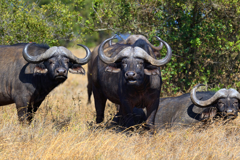 hwange 1