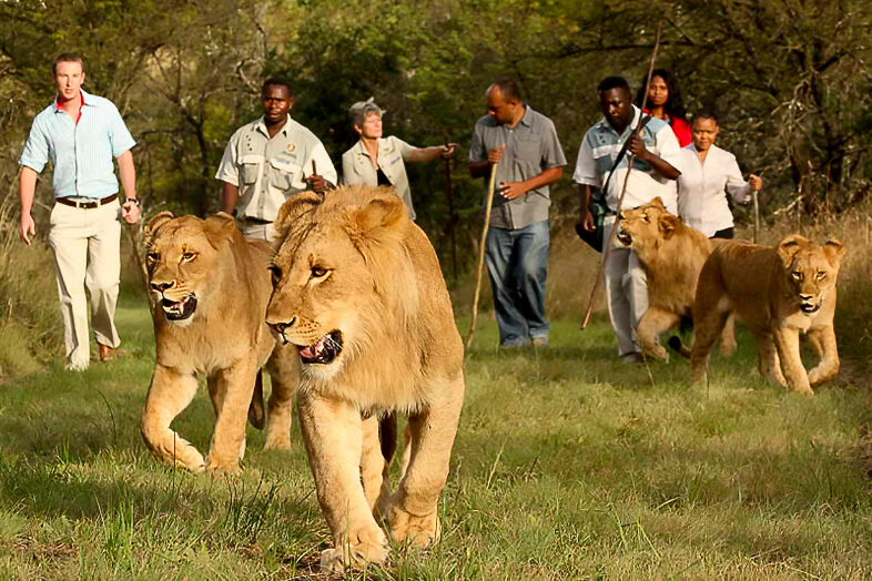 walk with lions