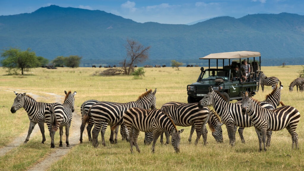 zebra and vehicle on a honeymoon safari 1024x576 1