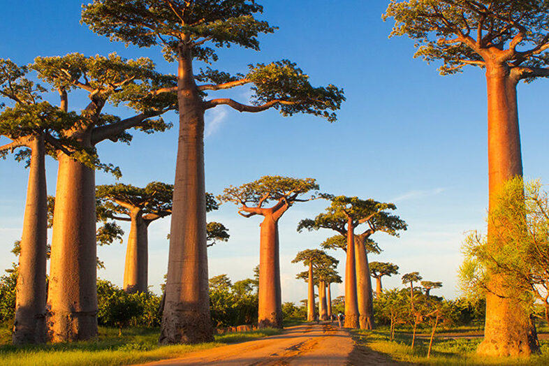 Avenue of the Baobabs
