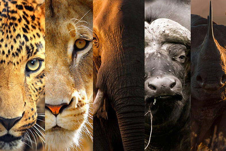Big Five Game Drive 1