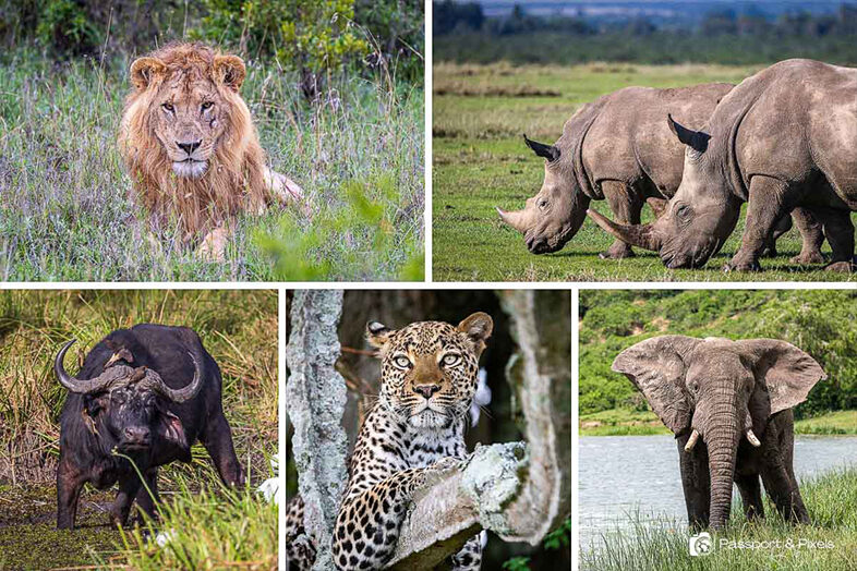 Big Five Game Drive