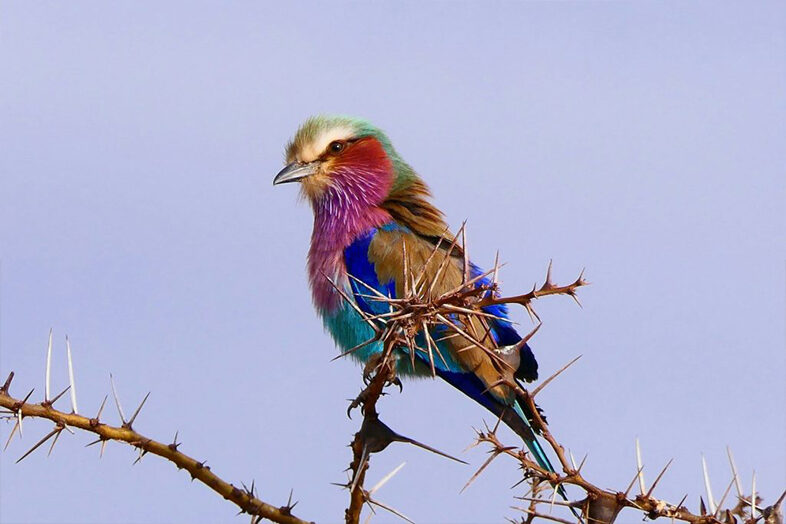 Birdwatching 1