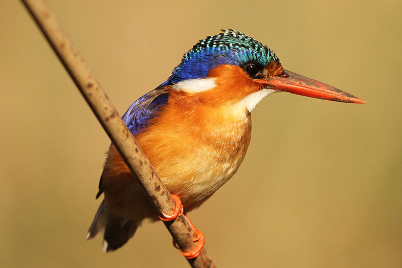 Birdwatching 2