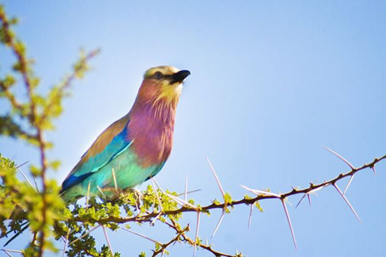 Birdwatching