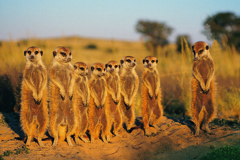 Central Kalahari Game Reserve