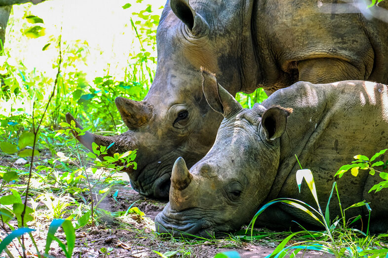 Conservation Efforts 1