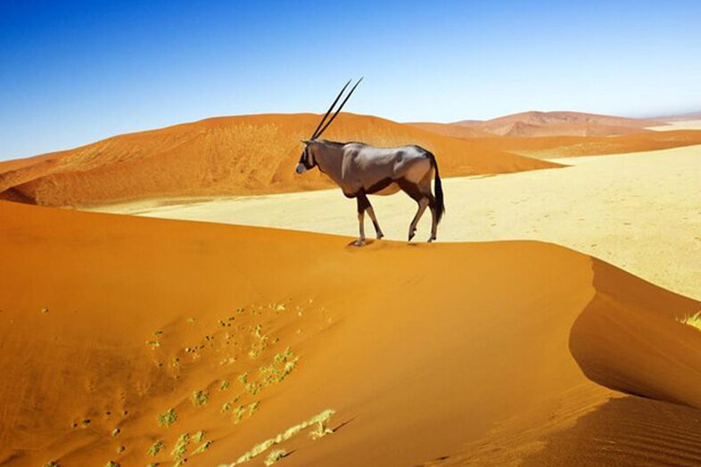 Desert Wildlife Viewing