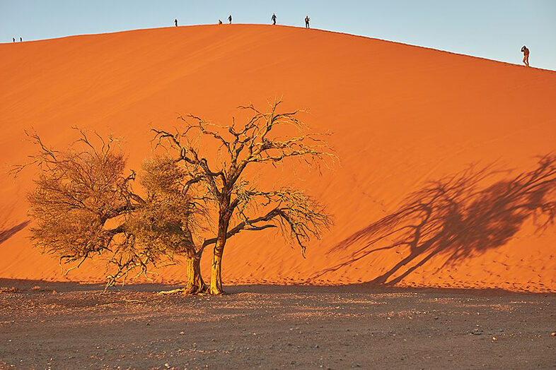 Dune 45