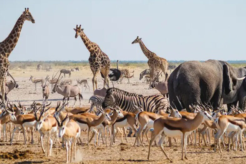Etosha Nat. Park