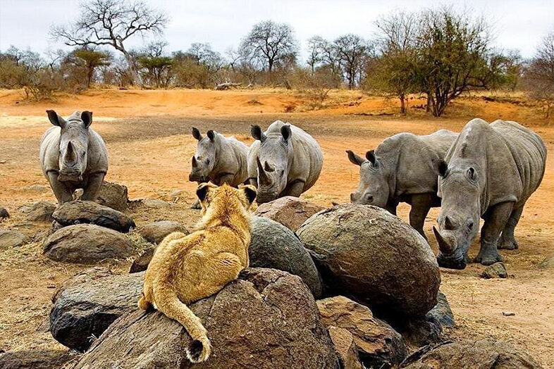 Game Drive in Mosi oa Tunya Park