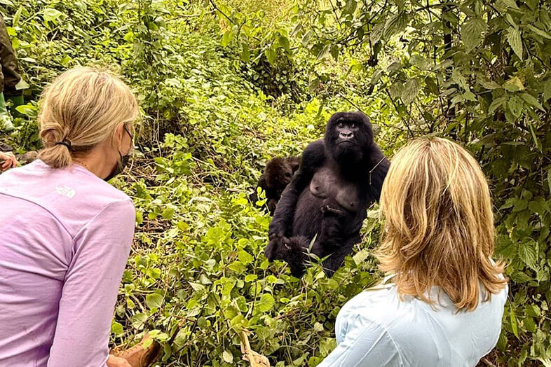 Gorilla Trekking