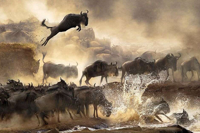 Great Migration Safari 1
