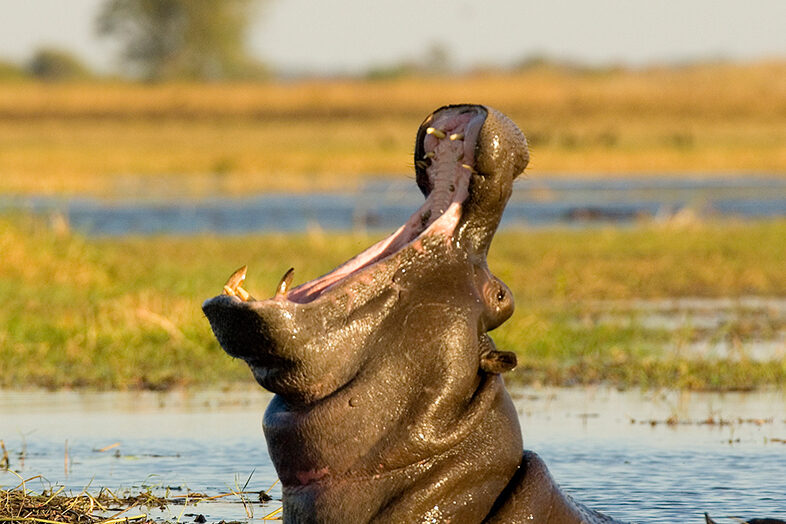 Kafue National Park