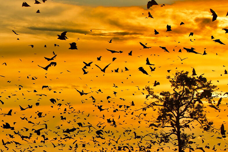 Kasanka National Park