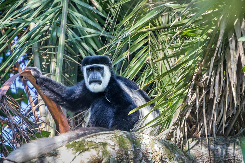 Kibale National Park