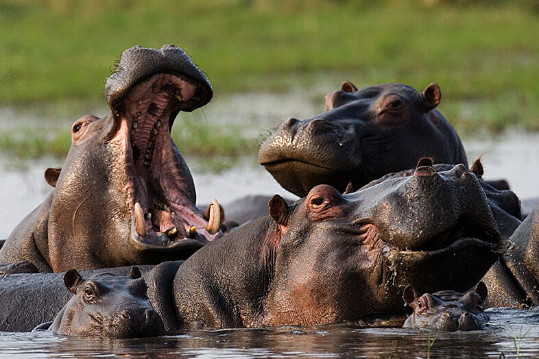 Lake Manyara Nat Park