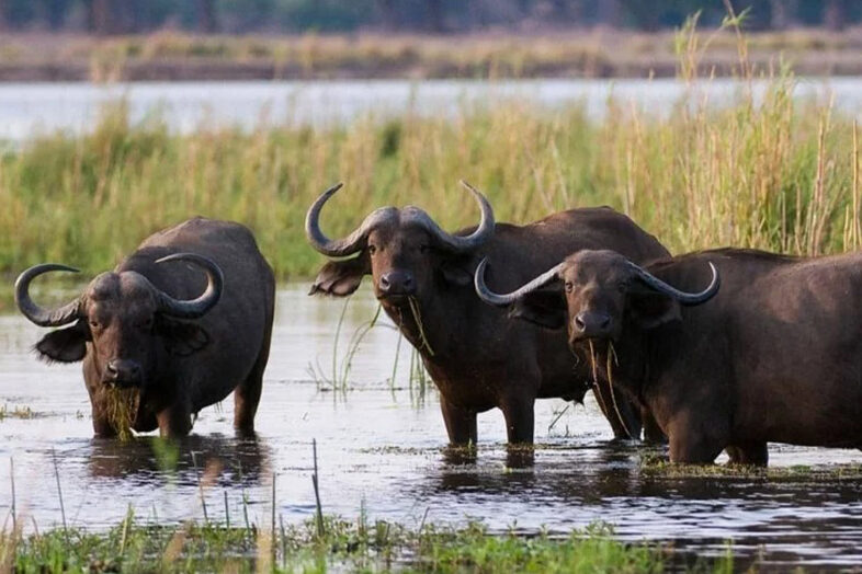 Lower Zambezi National Park