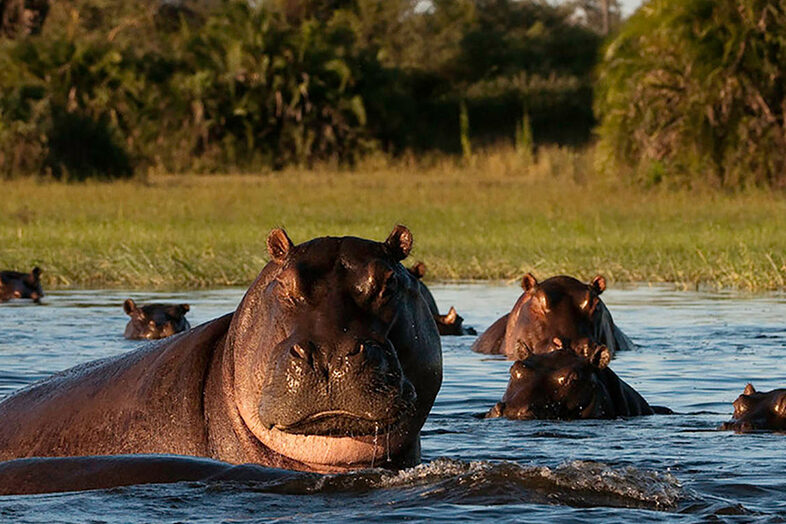 Moremi Game Reserve