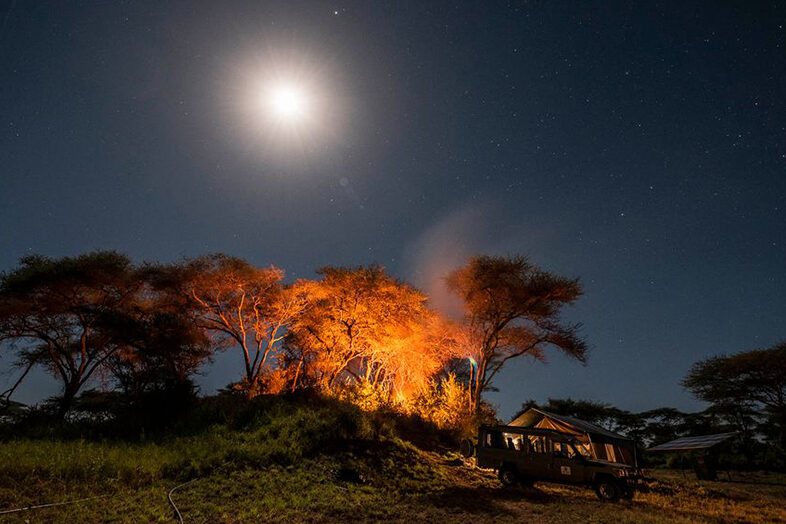Night Safari 1
