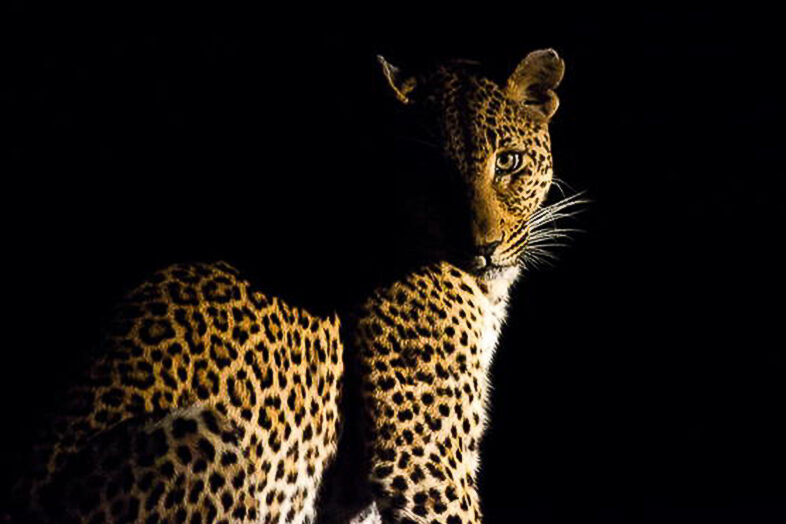Night Safari 2