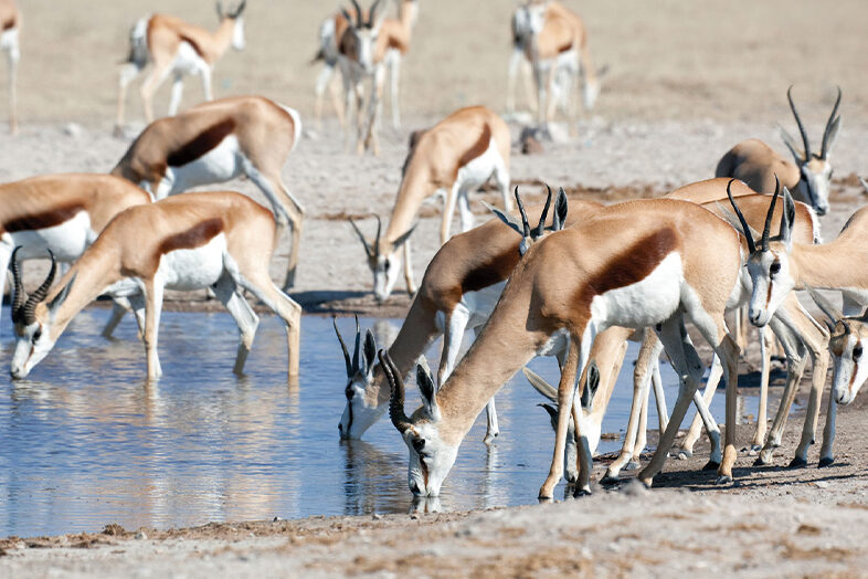 Nxai Pan National Park