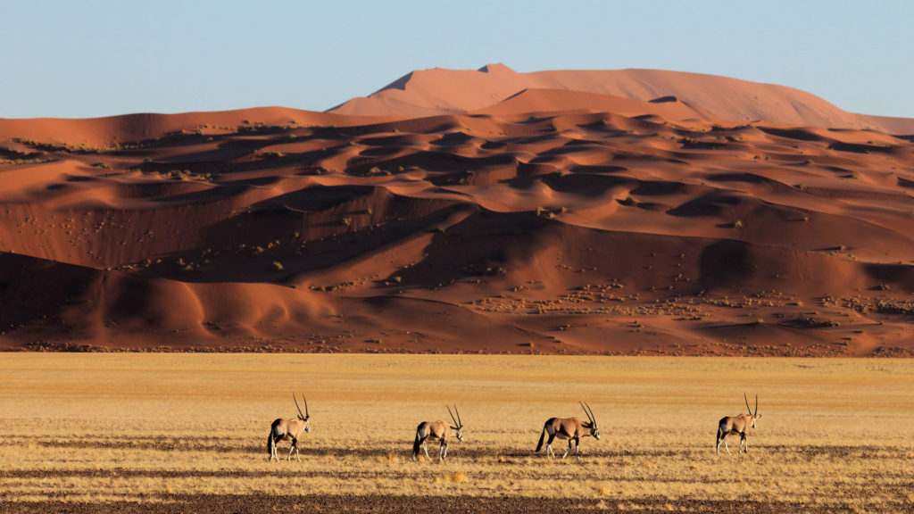 Oryx Walking in Sossusvlei Namibia 1024x576 1