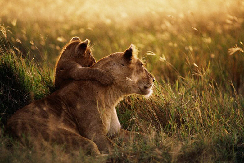 Photographic Safari