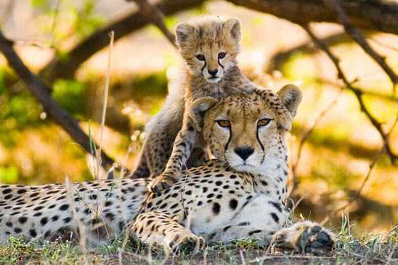 Photography Safari