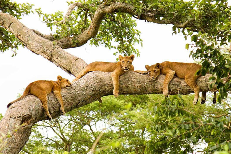 Queen Elizabeth National Park