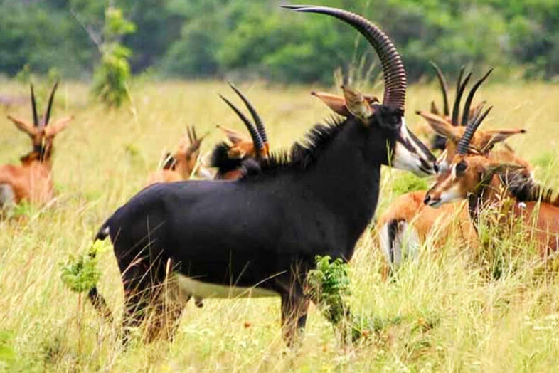 Selous Game Reserve