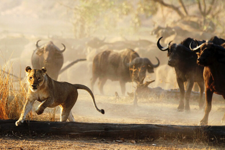 South Luangwa National Park