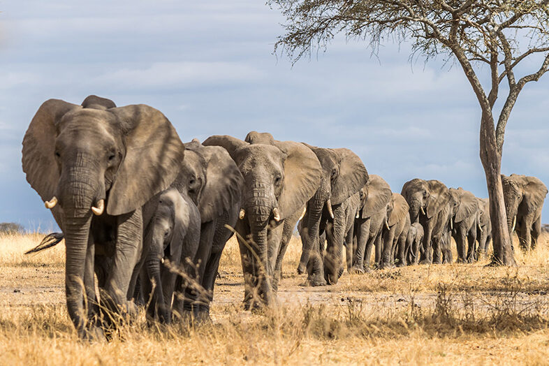 Tarangire Nat. Park