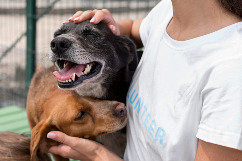 Volunteer at an Animal Rescue
