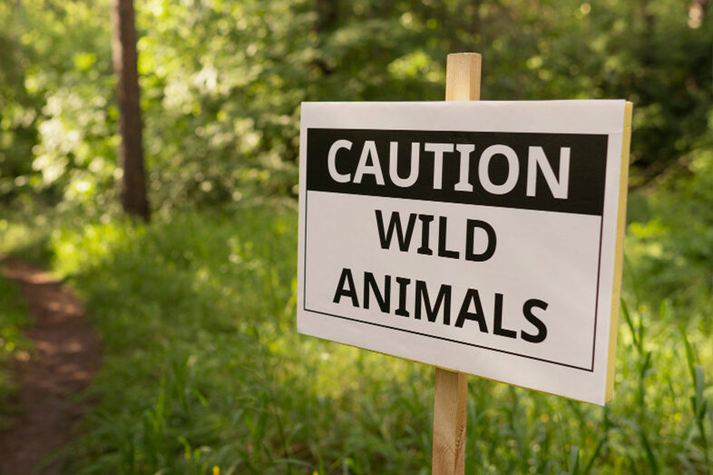 Wildlife Safety