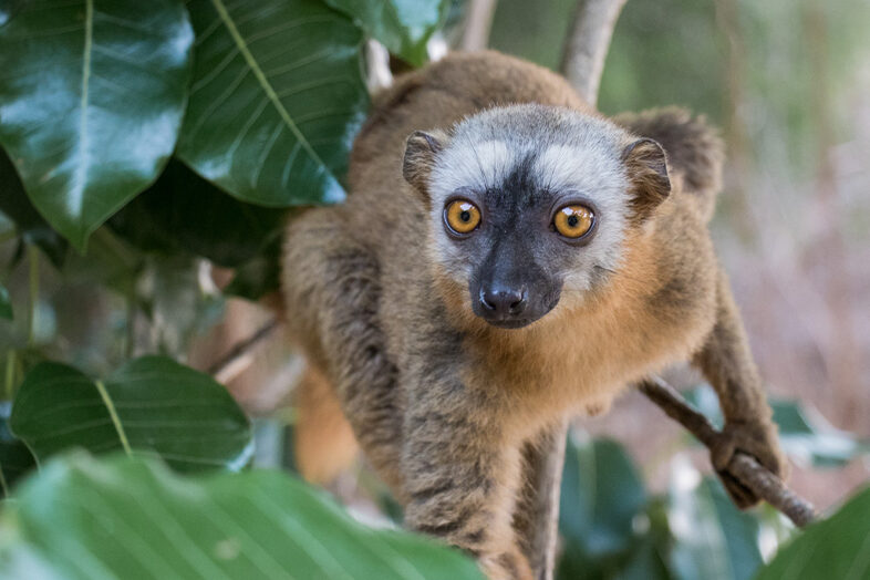 Wildlife