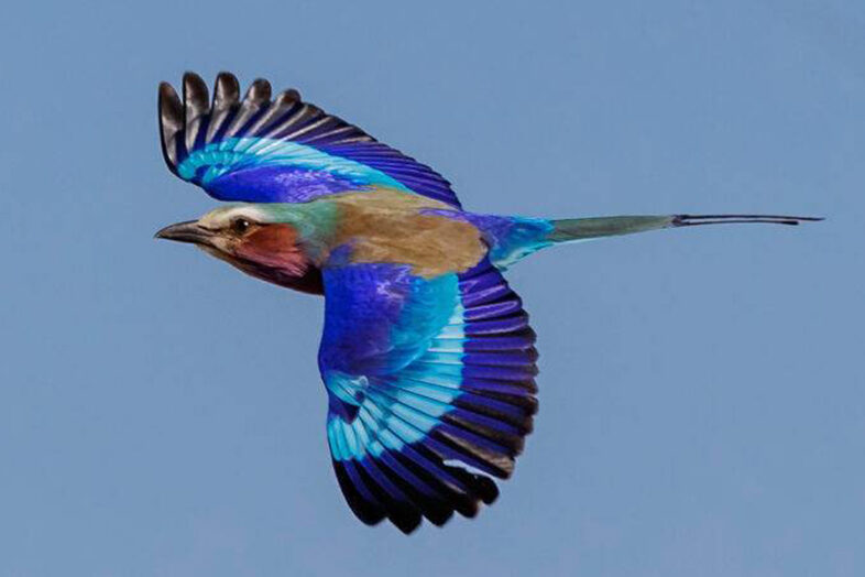 bird watching