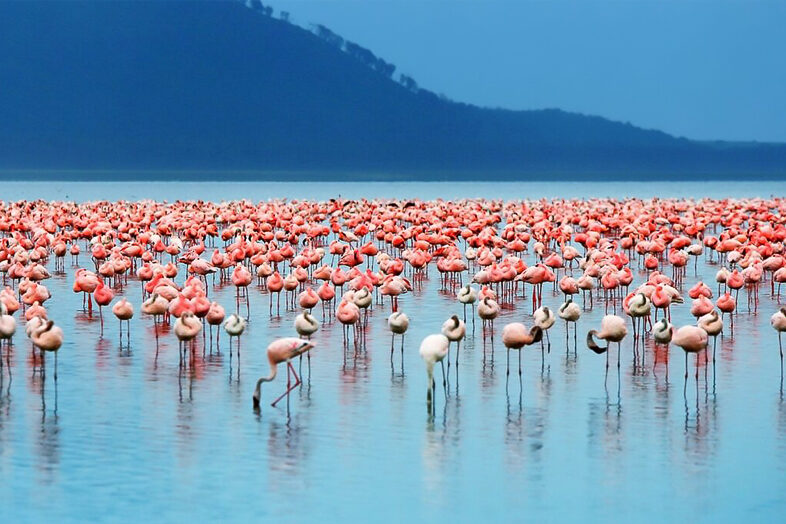 lake nakuru